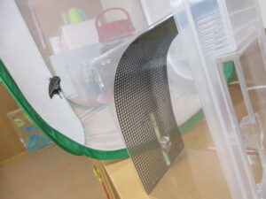 🌻7月園庭開放（水遊び）＆8月誕生会へのお誘い🌻