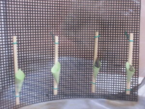 すくわくプログラム：蝶々のさなぎの集合住宅！？