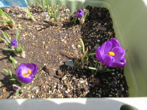 4月の園だより＆新年度が始まりました🌷