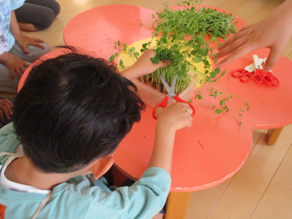 いろいろな野菜を植えました