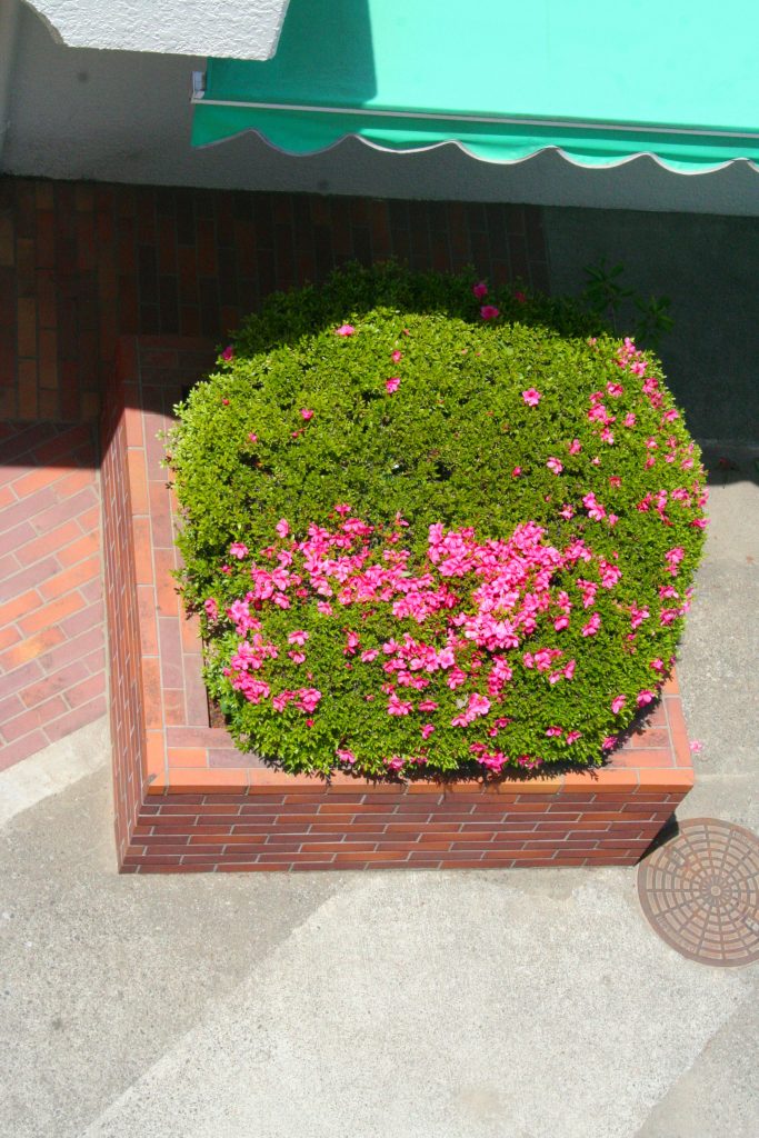 さつき荘のさつきが咲きました