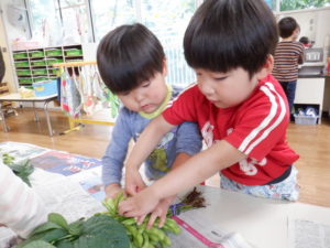 小さいお豆？