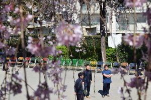 福祉　桜　お花見