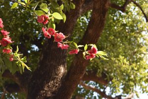 福祉　桜　お花見