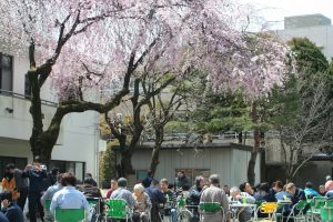 福祉　お花見　桜