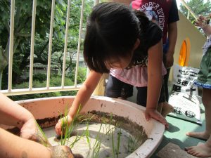 田植えをしました！この葉っぱが、どうなっていくの？