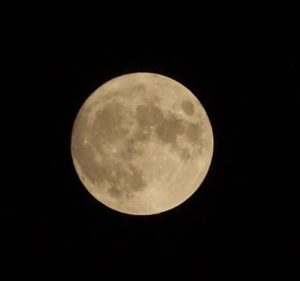 中秋の名月（ハトホーム）