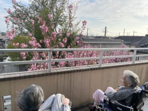 春の風に吹かれて…（ハトホーム）