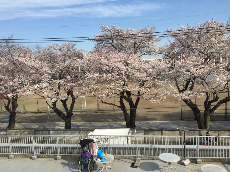 今年も桜華が開花しました
