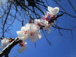 春の足音🌺