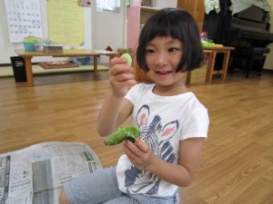 《食育活動》そら豆のさやむきに挑戦！！