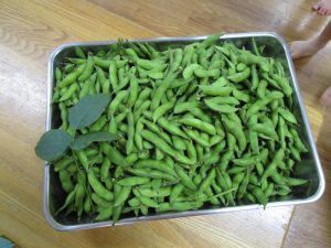 《食育活動》枝豆もぎに挑戦！！