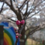🌸つぼみ桜満開です❢