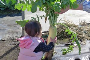 🌟大根とったどー！