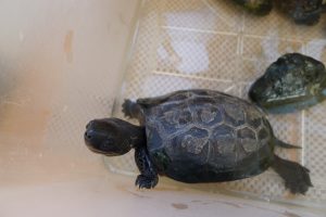 🐶みんなが戻ってきました。