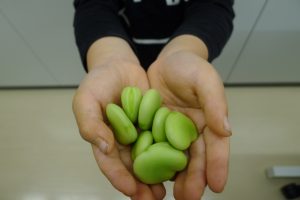 🐨そら豆収穫しました！