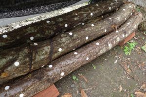 🍅ひよし夏野菜収穫中