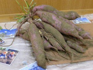 🍠豊年満作！お芋がいっぱい！