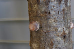 🍄おいしいたけ！もうすぐ収穫！