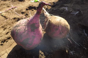 🍠おいもほりしてきたよ～