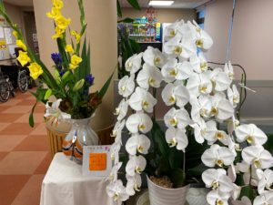 ロビーを彩るお花達（ハトホーム）